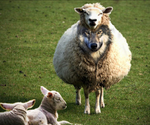 wolf-in-sheep clothing